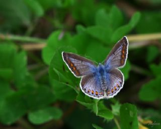 okgzl Mavi (Polyommatus icarus)