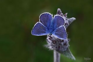 okgzl Mavi (Polyommatus icarus)