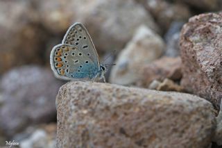 okgzl Mavi (Polyommatus icarus)