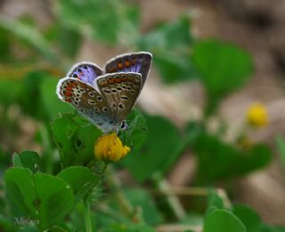 okgzl Mavi (Polyommatus icarus)