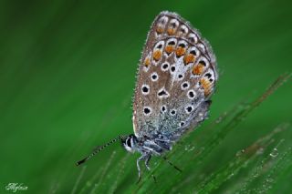 okgzl Mavi (Polyommatus icarus)