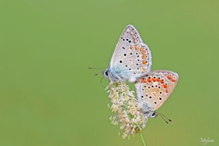 okgzl Mavi (Polyommatus icarus)