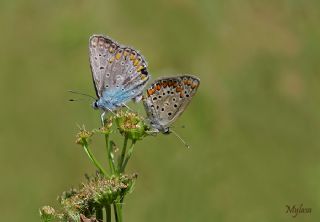 okgzl Mavi (Polyommatus icarus)