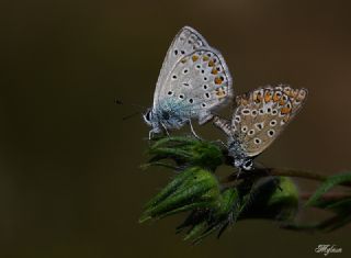 Çokgözlü Mavi (Polyommatus icarus)