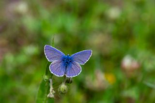 okgzl Mavi (Polyommatus icarus)