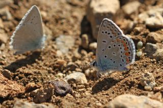 okgzl Mavi (Polyommatus icarus)