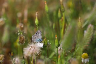 okgzl Mavi (Polyommatus icarus)