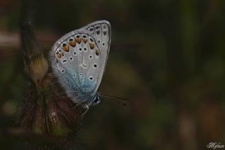 okgzl Mavi (Polyommatus icarus)