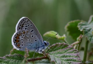 okgzl Mavi (Polyommatus icarus)