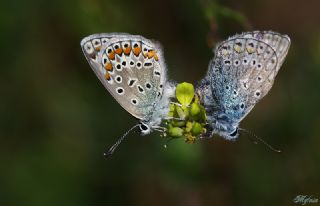 okgzl Mavi (Polyommatus icarus)