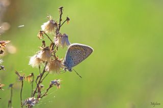 okgzl Mavi (Polyommatus icarus)