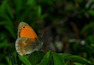 Kk Zpzp Perisi (Coenonympha pamphilus)