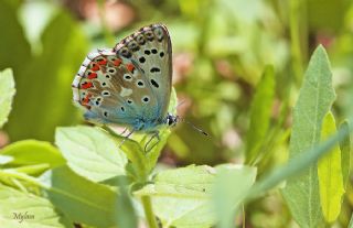 okgzl illimavi (Polyommatus coridon)