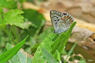 okgzl illimavi (Polyommatus coridon)