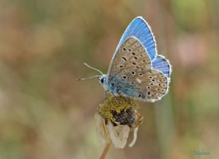 �okg�zl� G�k Mavisi&nbsp;(Polyommatus&nbsp;bellargus)