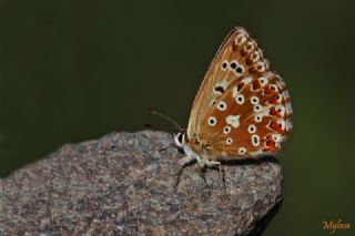 okgzl Gk Mavisi (Polyommatus bellargus)