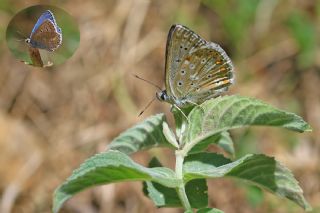 okgzl Gk Mavisi (Polyommatus bellargus)