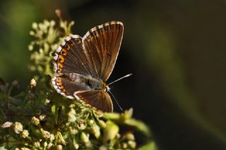 okgzl Gk Mavisi (Polyommatus bellargus)