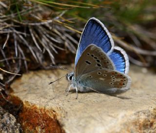 okgzl Turkuvaz Mavisi (Polyommatus dorylas)