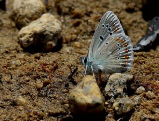 okgzl Turkuvaz Mavisi (Polyommatus dorylas)