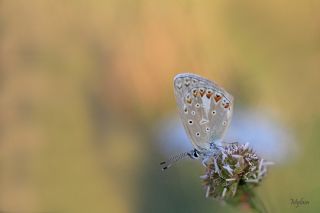�okg�zl� K���k Turan Mavisi&nbsp;(Polyommatus&nbsp;cornelius)
