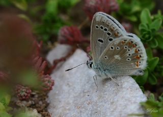 okgzl Turkuvaz Mavisi (Polyommatus dorylas)