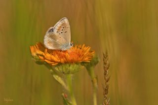 �okg�zl� Turkuvaz Mavisi&nbsp;(Polyommatus&nbsp;dorylas)