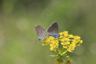 Mazarin Mavisi (Polyommatus semiargus)