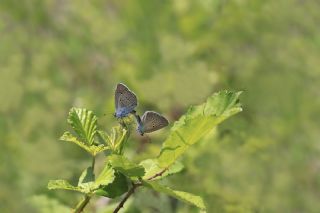 Mazarin Mavisi (Polyommatus semiargus)