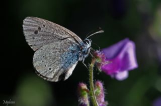 Karagz Mavisi (Glaucopsyche alexis)