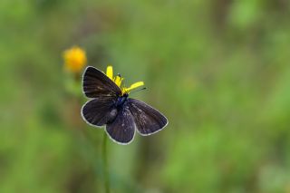 Karagz Mavisi (Glaucopsyche alexis)