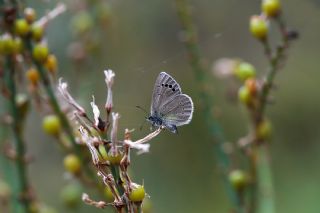 Karagz Mavisi (Glaucopsyche alexis)