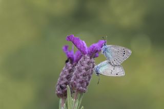 Karagz Mavisi (Glaucopsyche alexis)