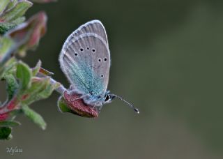 Karagz Mavisi (Glaucopsyche alexis)