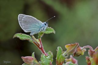 Karagz Mavisi (Glaucopsyche alexis)