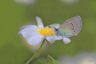 Karagz Mavisi (Glaucopsyche alexis)