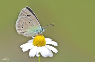 Karagz Mavisi (Glaucopsyche alexis)