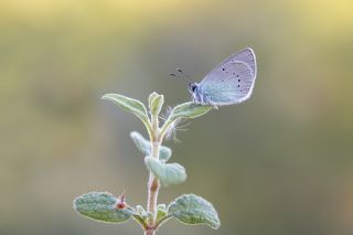 Karagz Mavisi (Glaucopsyche alexis)