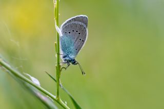 Karag�z Mavisi&nbsp;(Glaucopsyche&nbsp;alexis)
