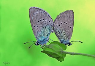 Karag�z Mavisi&nbsp;(Glaucopsyche&nbsp;alexis)