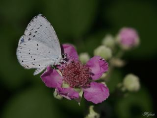 Kutsal Mavi (Celastrina argiolus)