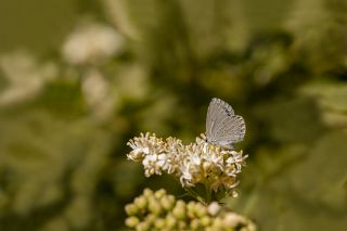 Kutsal Mavi (Celastrina argiolus)