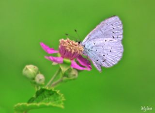 Kutsal Mavi (Celastrina argiolus)