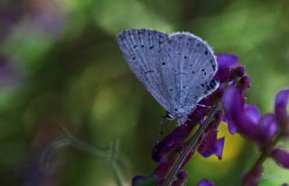 Kutsal Mavi (Celastrina argiolus)
