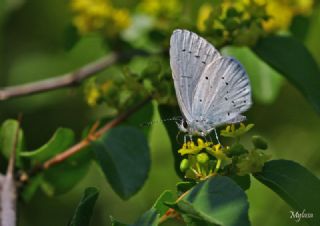 Kutsal Mavi (Celastrina argiolus)