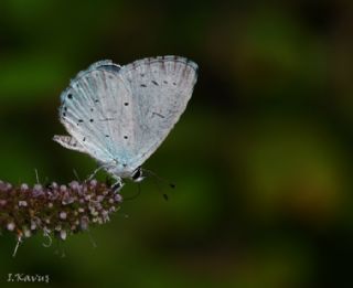 Kutsal Mavi (Celastrina argiolus)