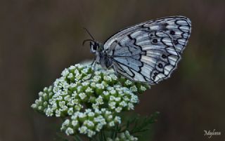 Anadolu Melikesi (Melanargia larissa)