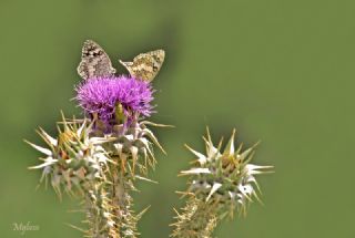 Anadolu Melikesi (Melanargia larissa)