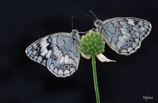 Anadolu Melikesi&nbsp;(Melanargia&nbsp;larissa)