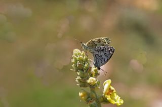 Anadolu Melikesi (Melanargia larissa)
